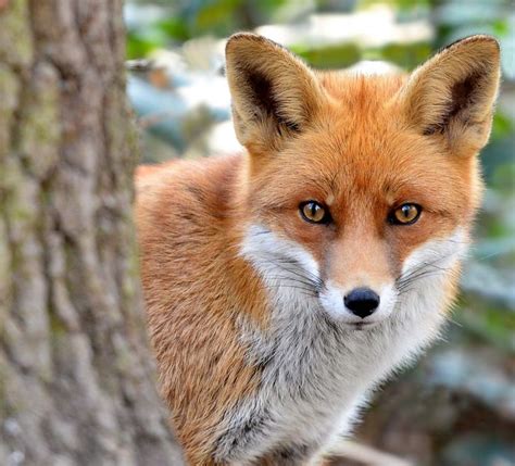 red fox - fox sport
